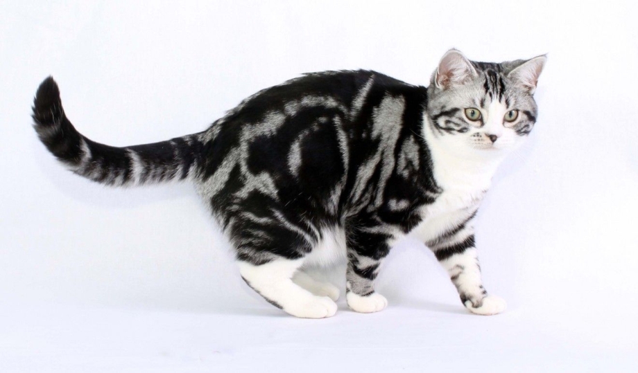 Американская короткошёрстная мраморная кошка
