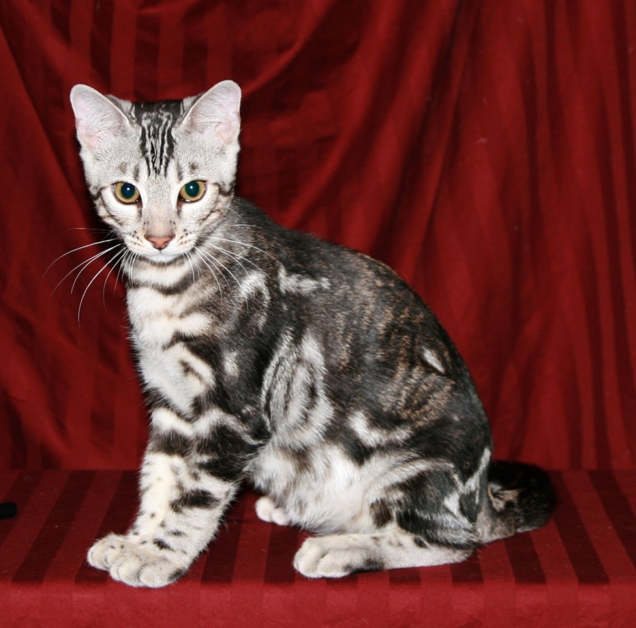 Бенгальская кошка мрамор