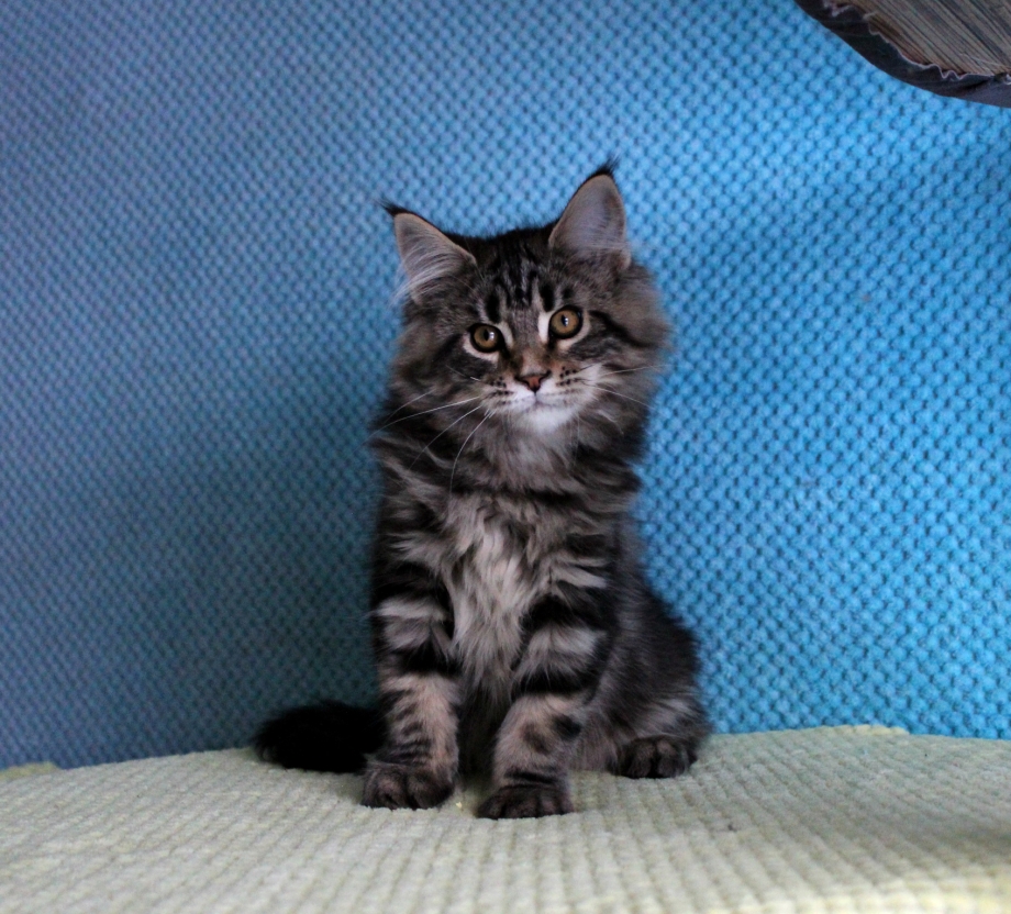 Коты мрамор на чёрном