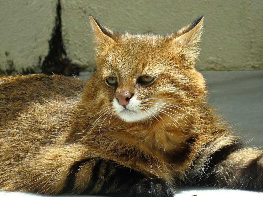 Саблезубый кот домашний