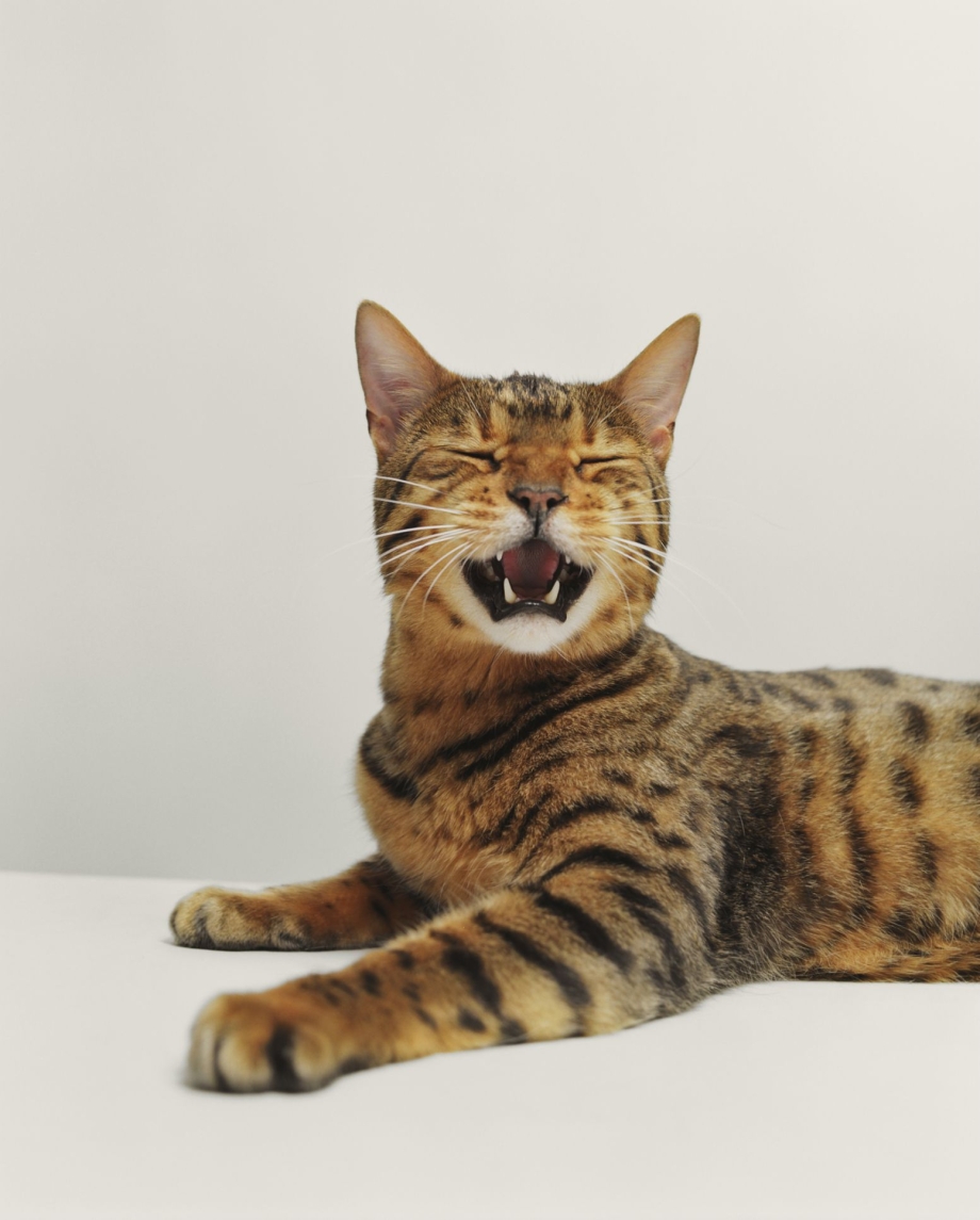 Корсиканский котолис