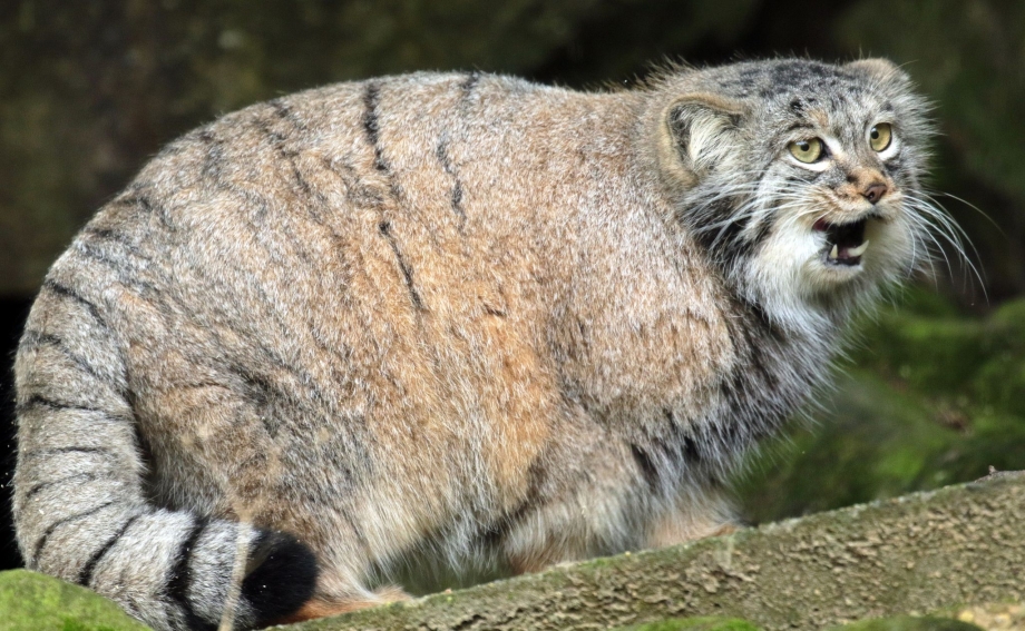 Глаза шотландских кошек