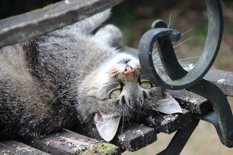 Felis Silvestris lybica рисунок