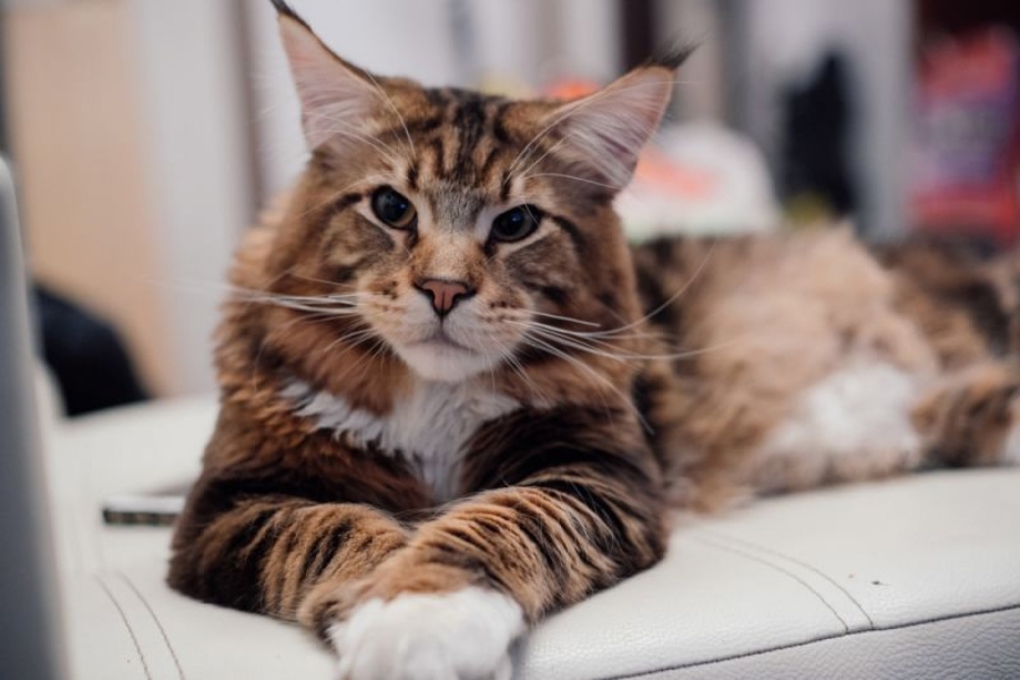 Большие коты