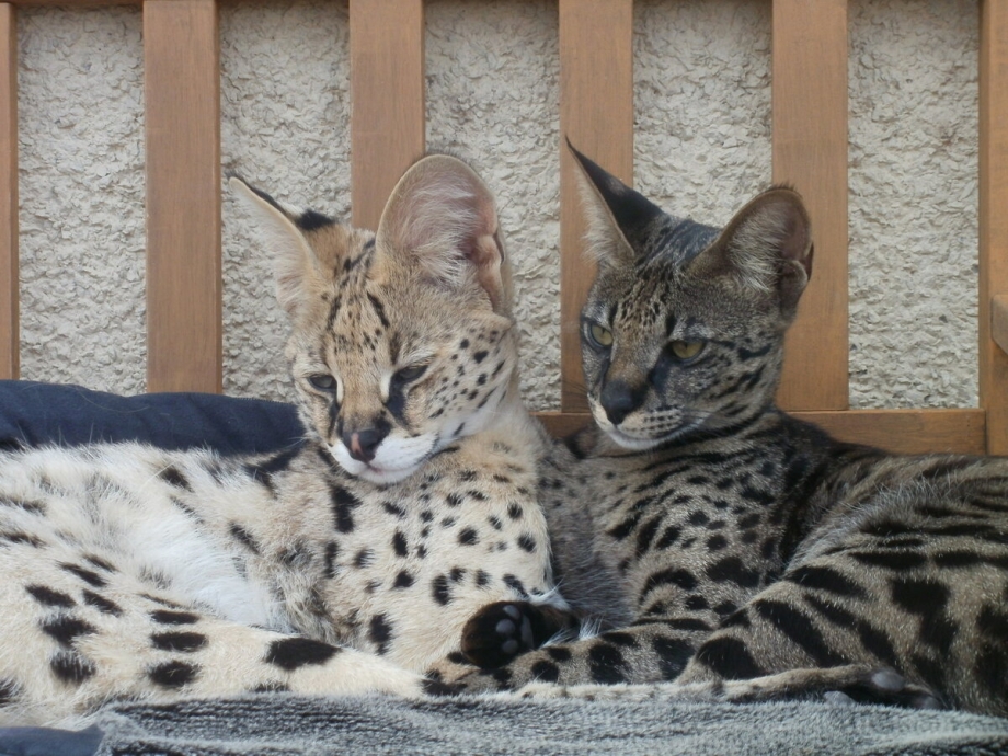 Кошка Саванна и сервал
