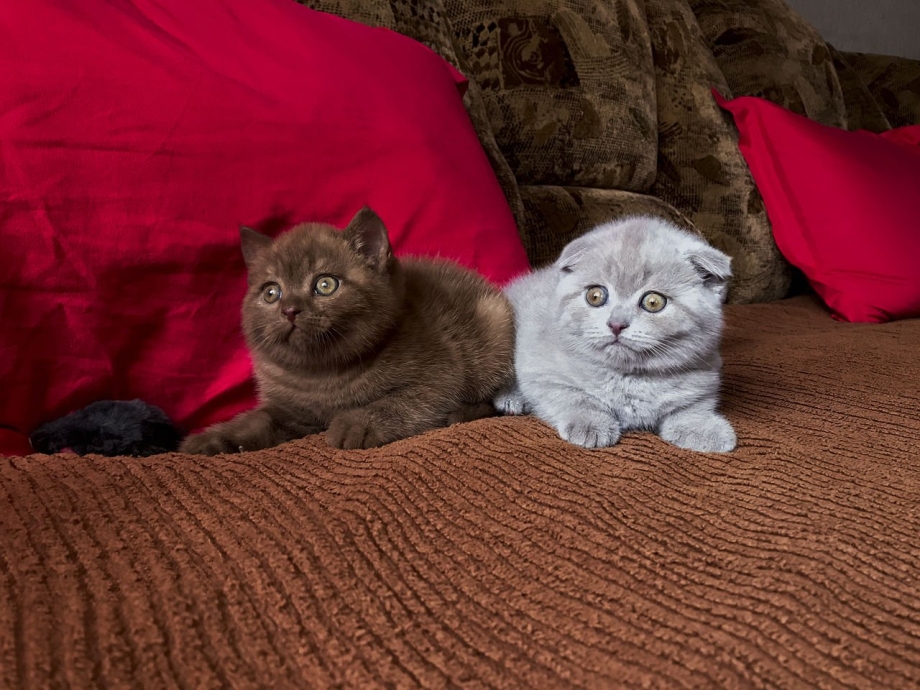 Шоколадные шотландцы коты