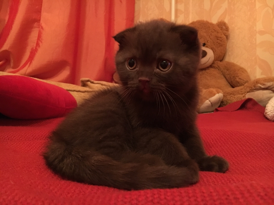 Шоколадные лиловые Шотландские котята