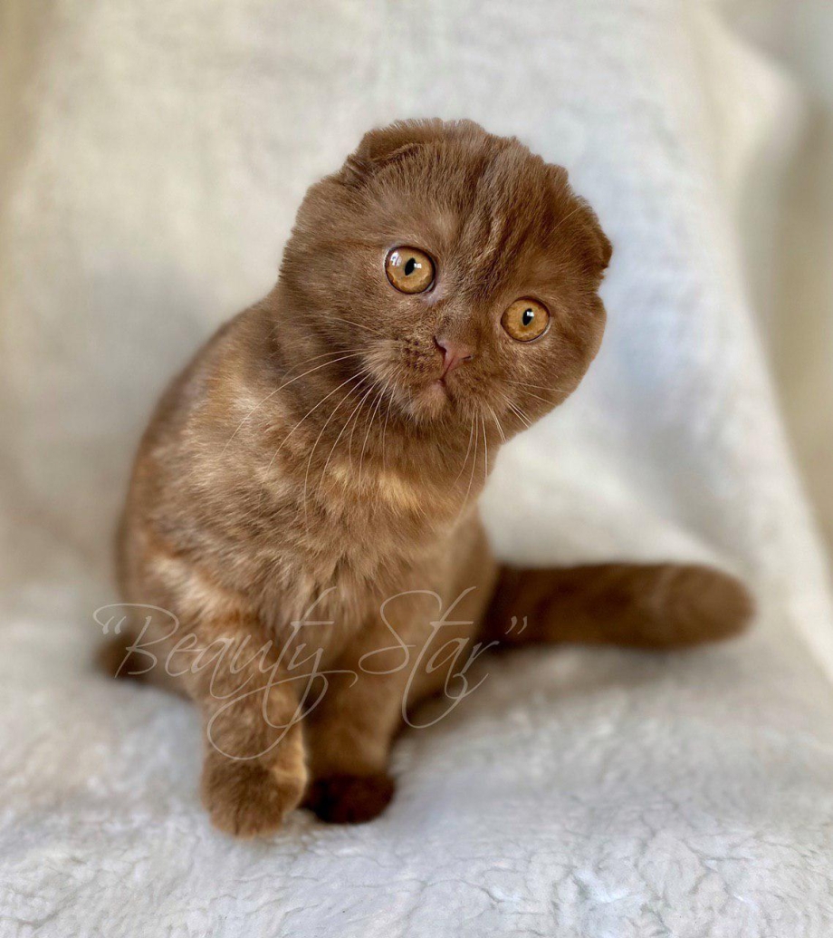 Шотландский скоттиш циннамон
