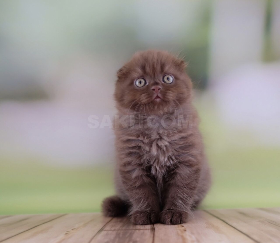 Котята вислоухие шоколадные прикольные картинки