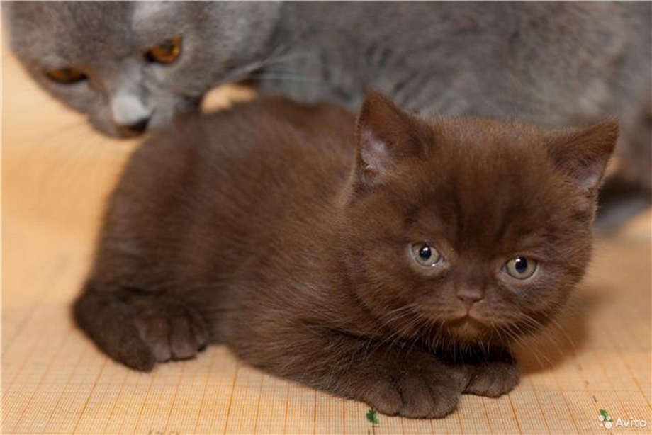 Британский чёрный шоколад котёнок