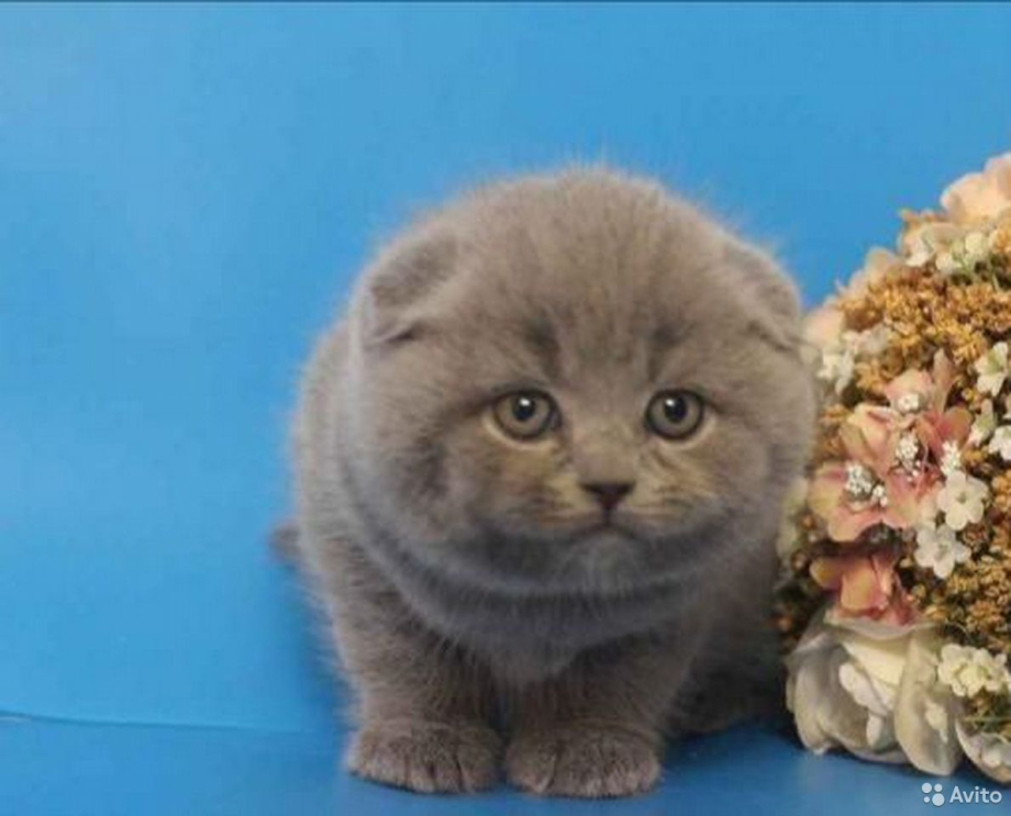 Кот шотландский вислоухий шоколадно кремовый