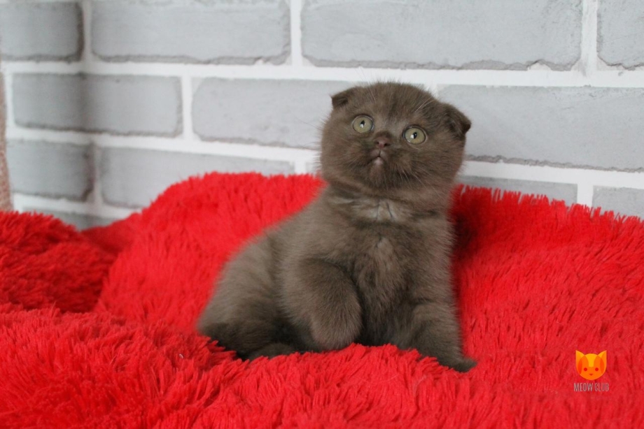 Скоттиш фолд шоколадный