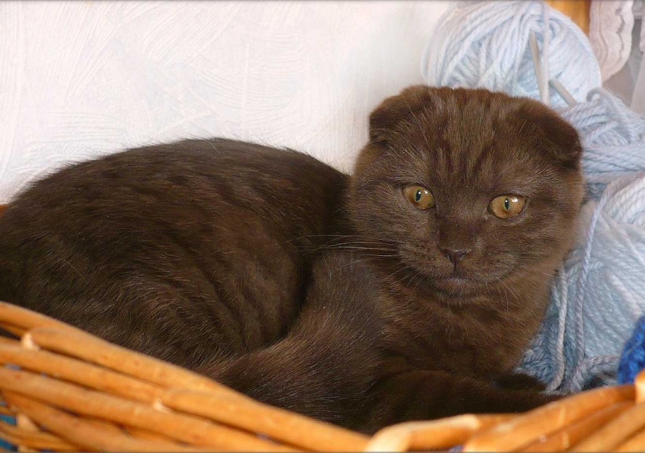 Скоттиш фолд циннамон