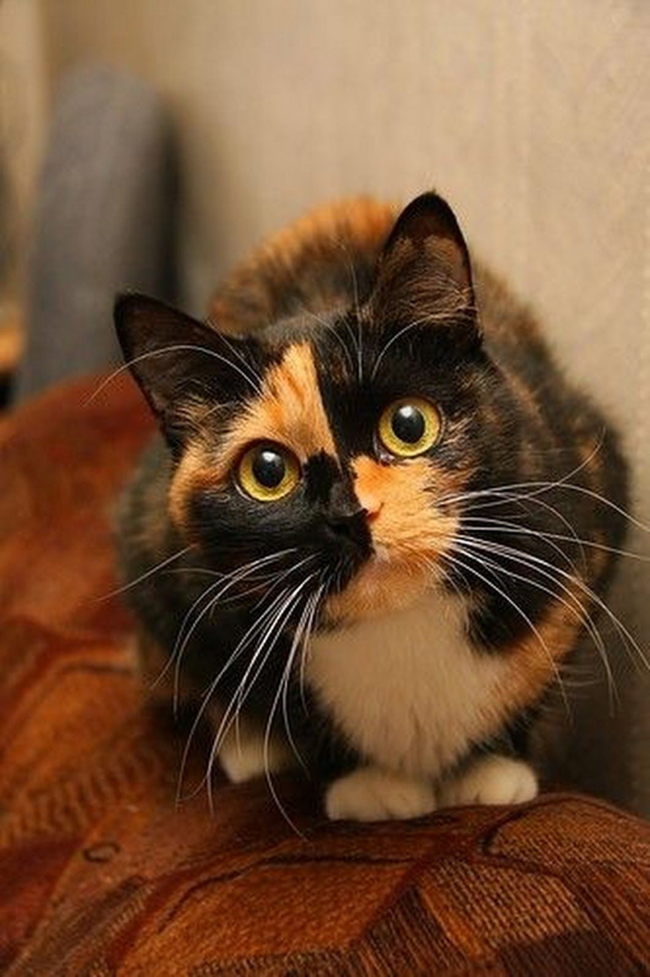 Черно рыжий котенок