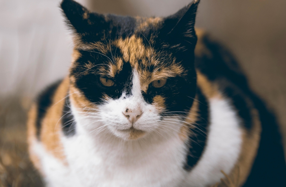 Трёхцветная кошка
