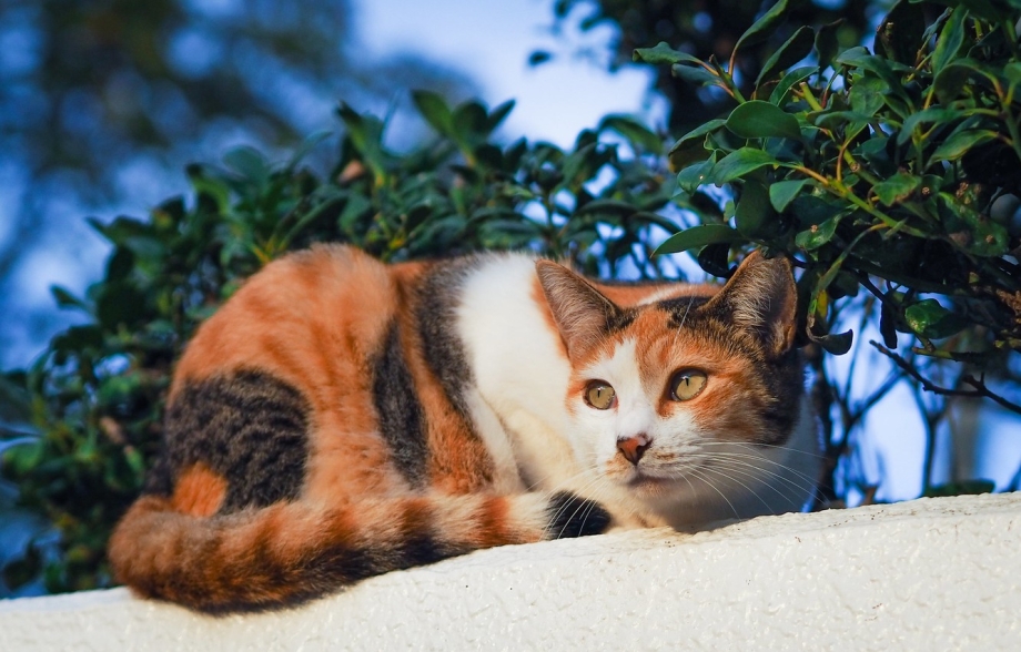 Трёхцветная кошка
