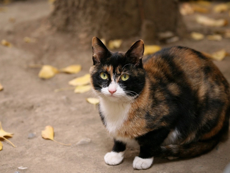 Пестрая кошка