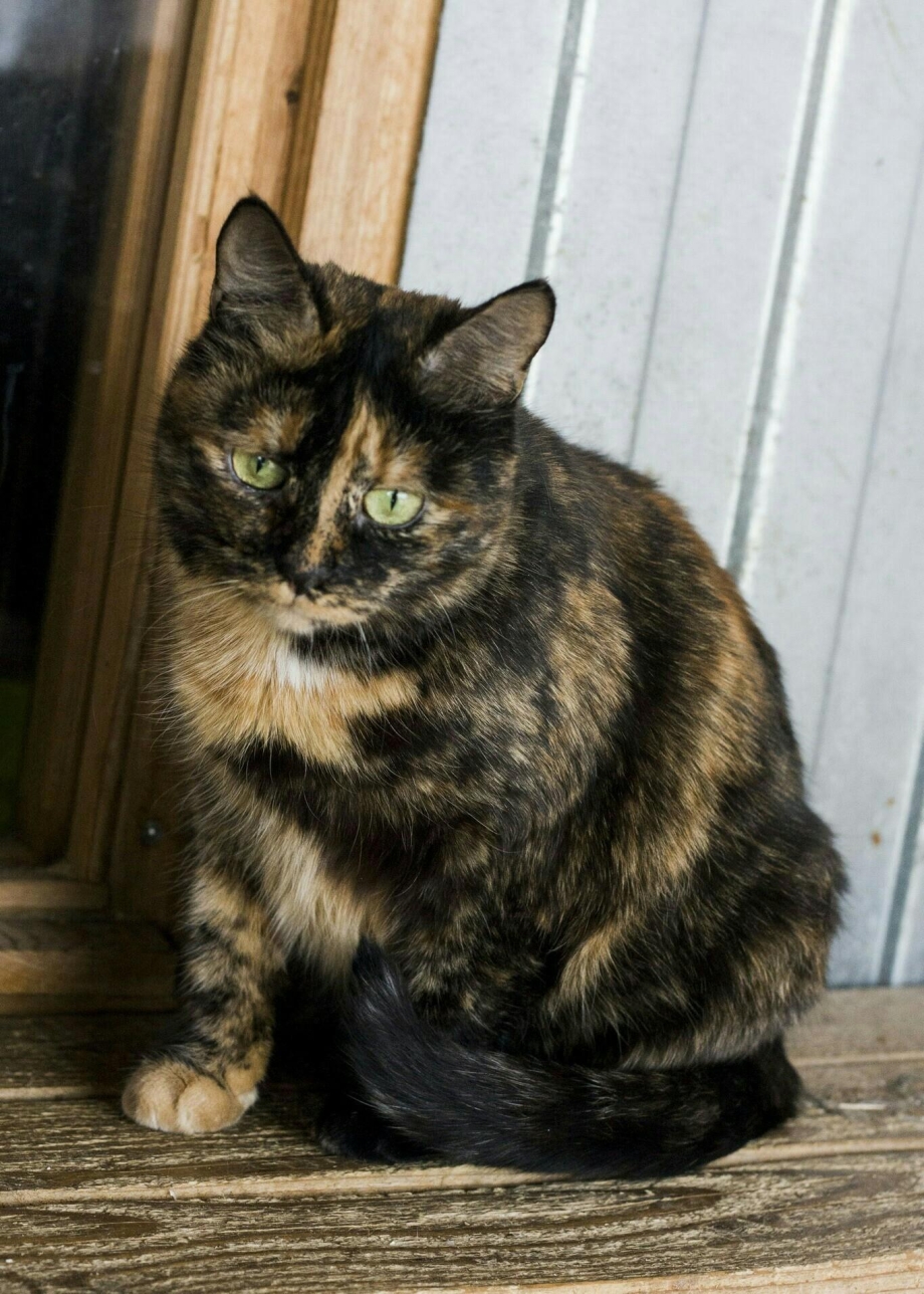 Четырехцветная кошка