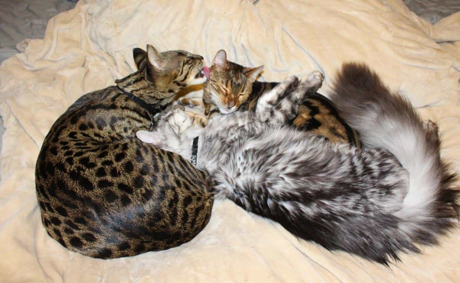 Длинный кошачий хвост
