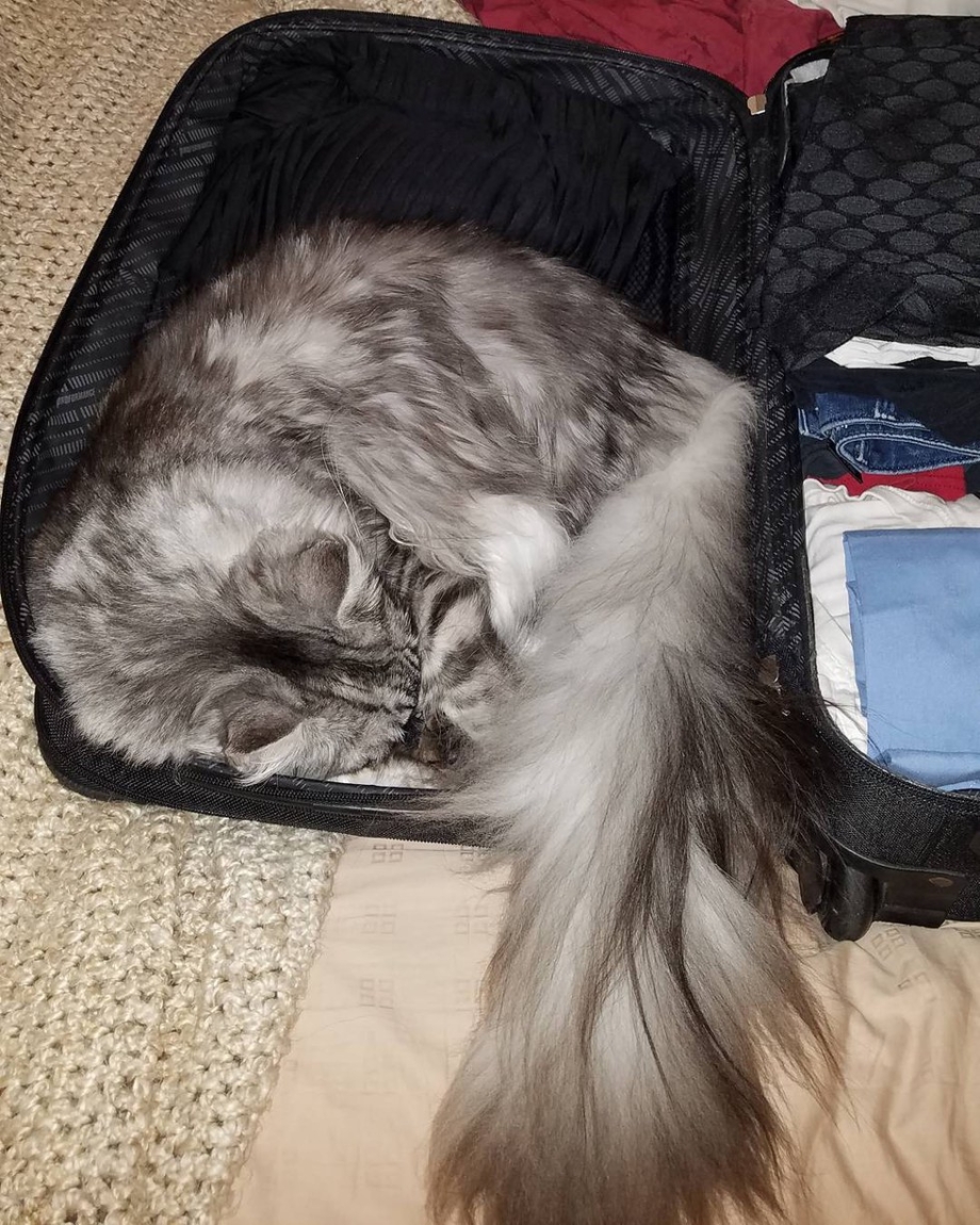 Кот Сигнус с самым длинным хвостом