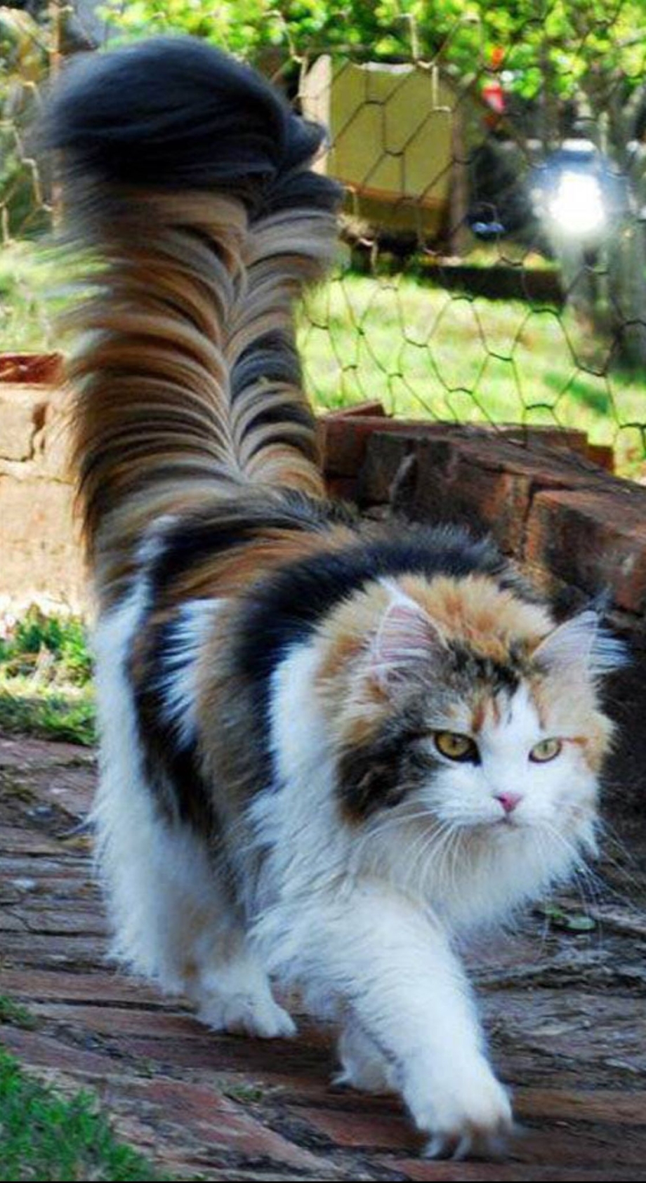 Норвежская Лесная кошка хвост