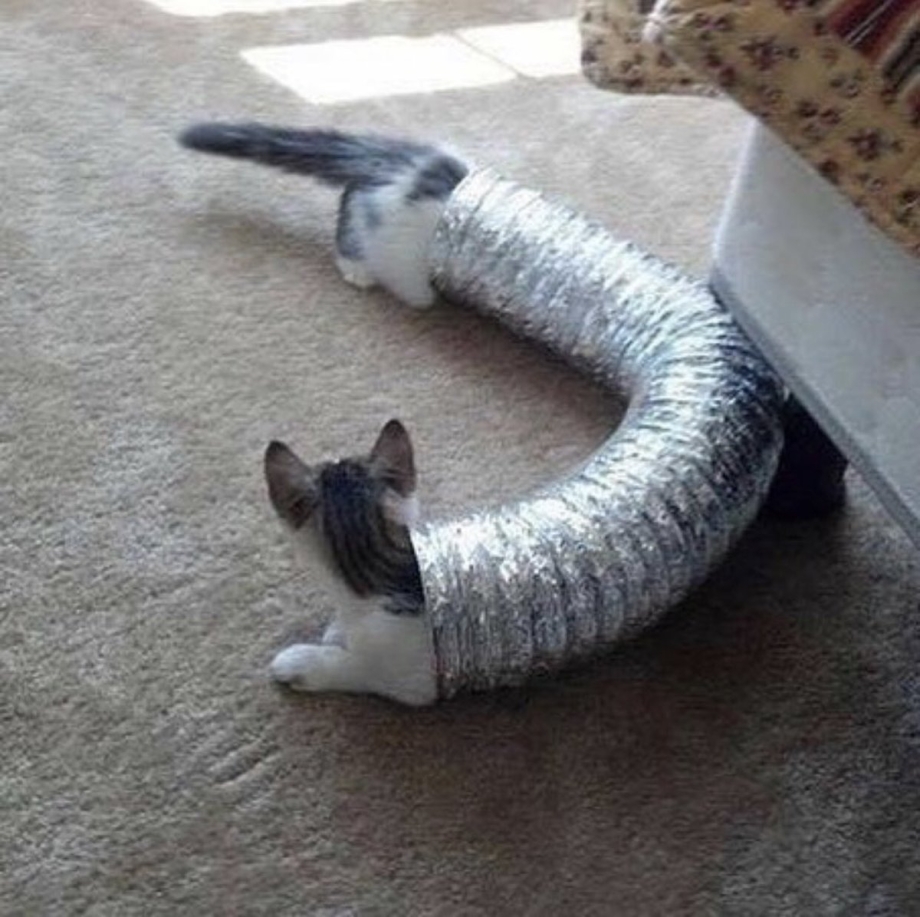 Коты в смешных ситуациях