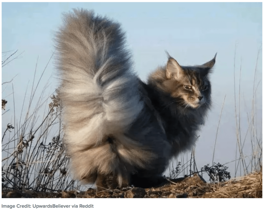 Кошка с длинным пушистым хвостом