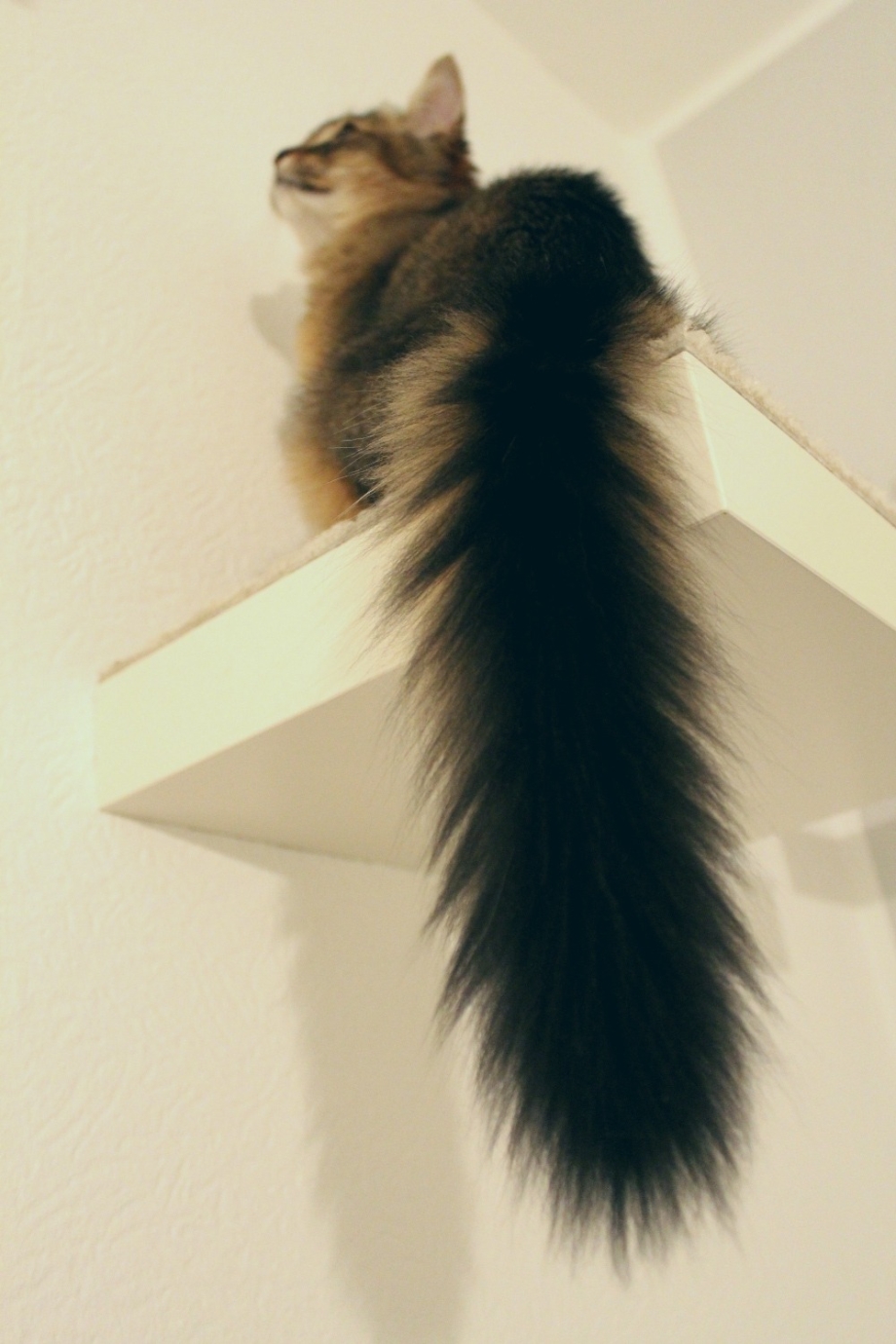 Кошачий хвост