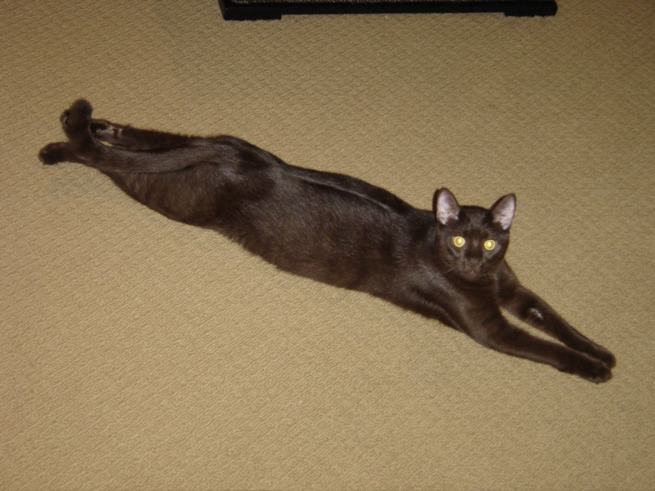 Длинная кошка