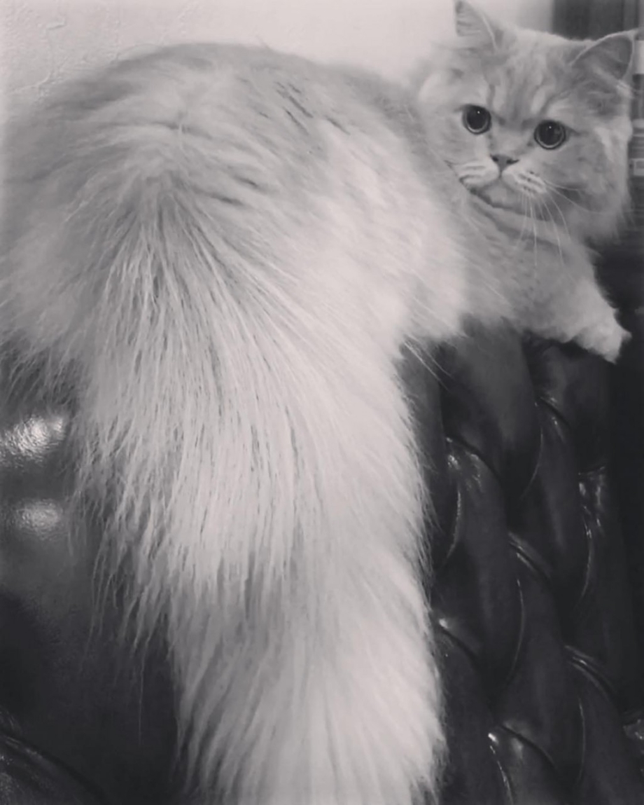 Кошка с пушистым хвостом