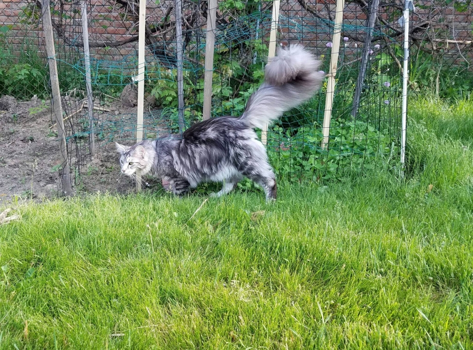 Коты с пушистыми хвостами