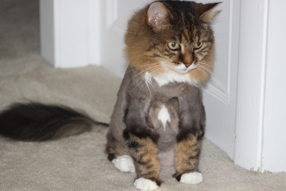 Смешные коты до слез
