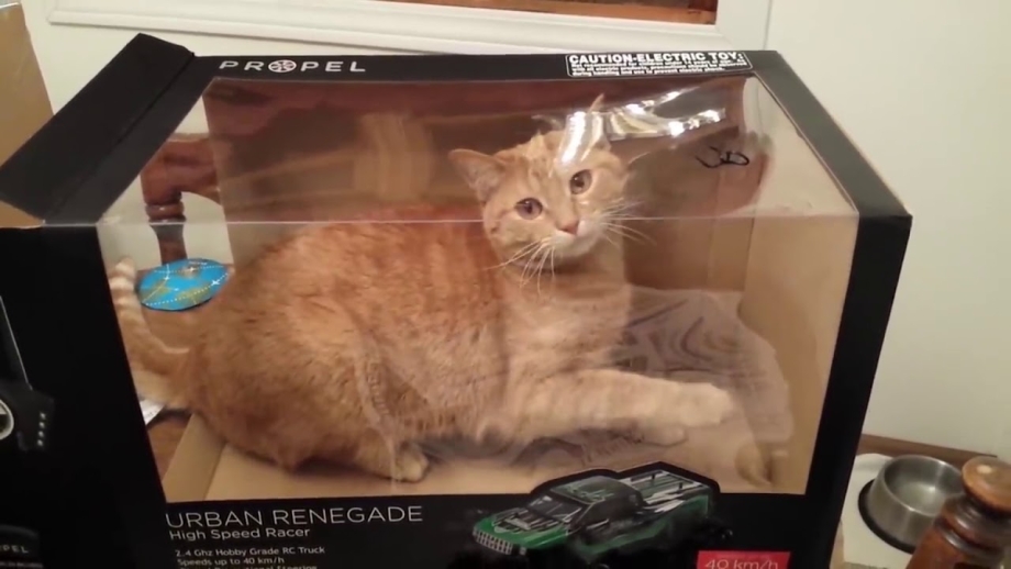 Смешные котики до слёз в коробке