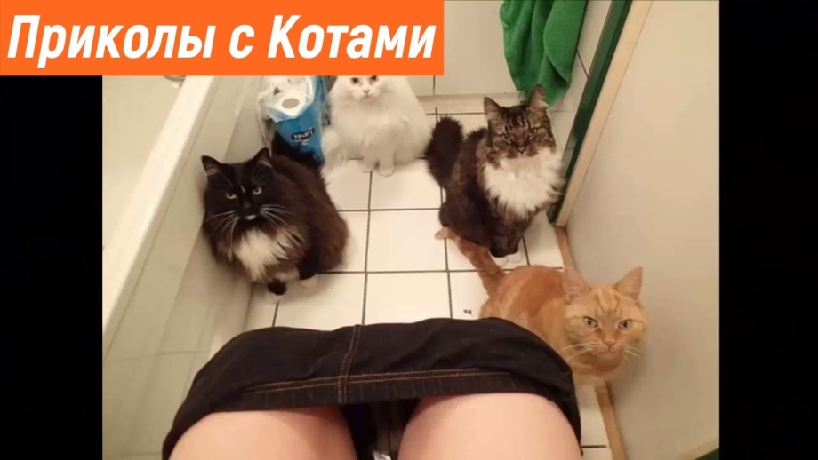 Смешные коты и кошки до слёз