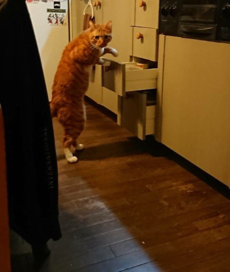 Кота застукали