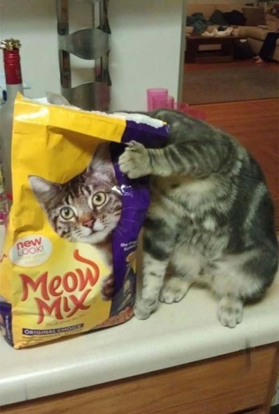 Смешные кошки до слез