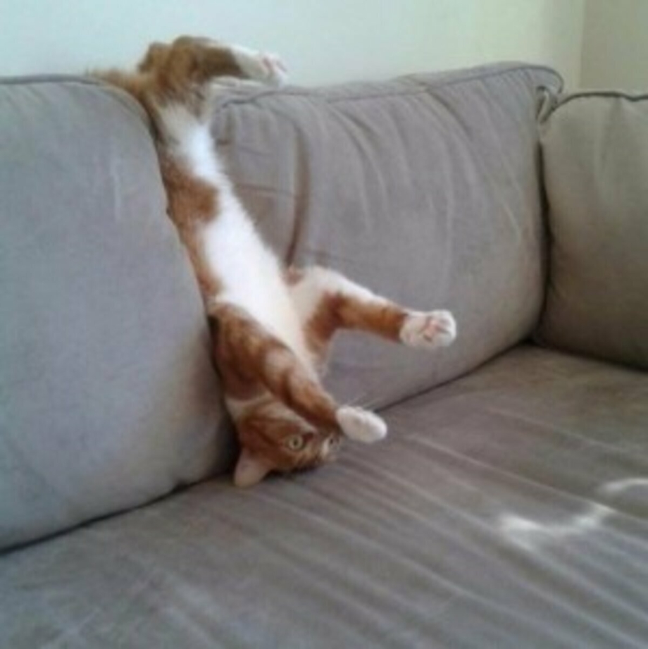 Кот смешно лежит