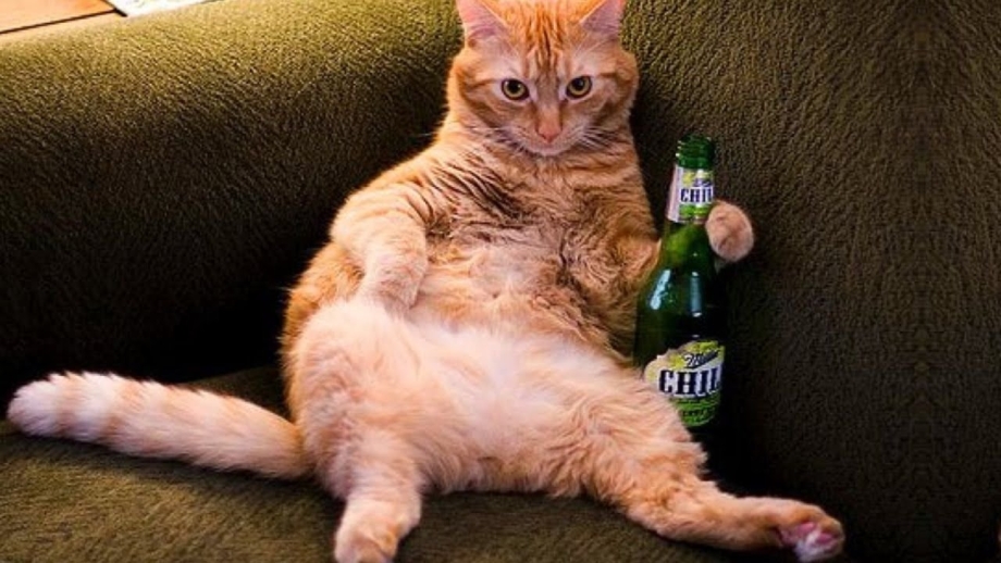 Угарные коты