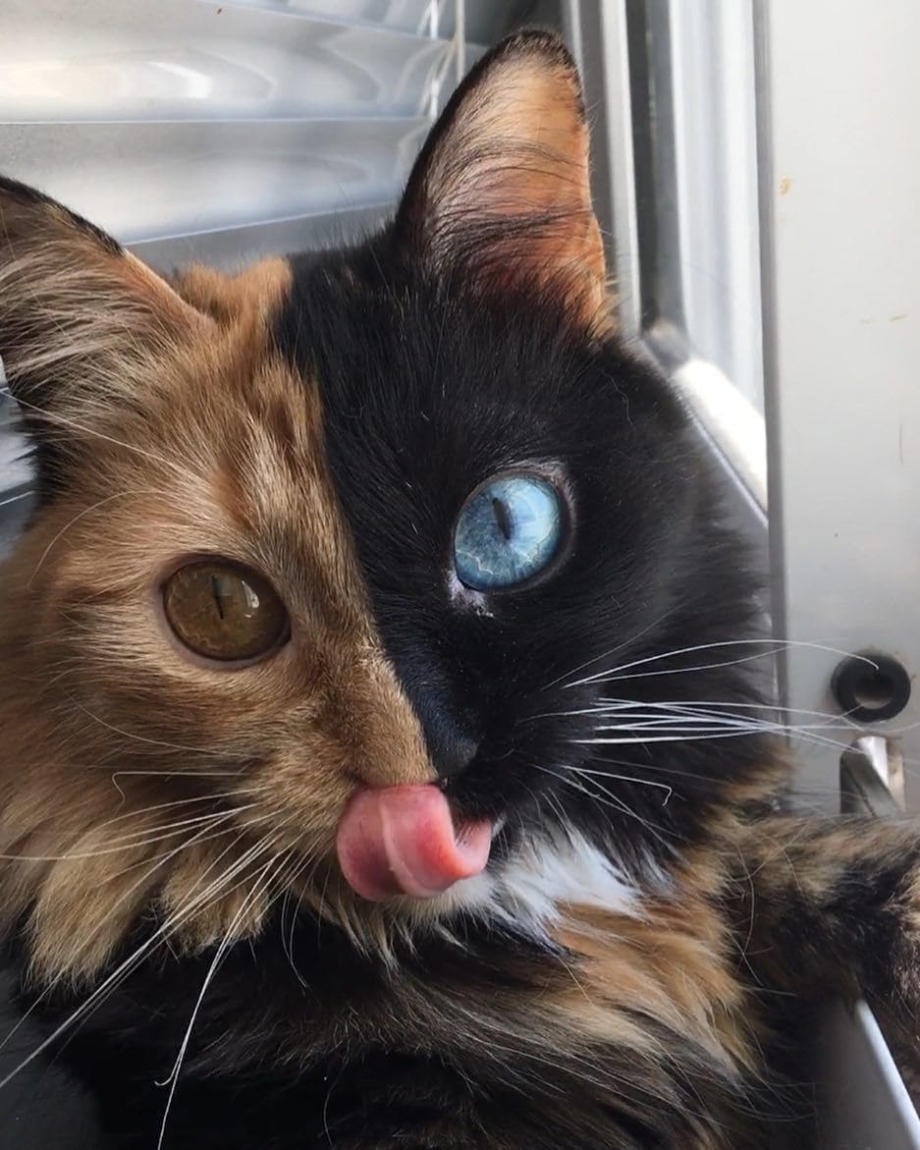 Безумные коты