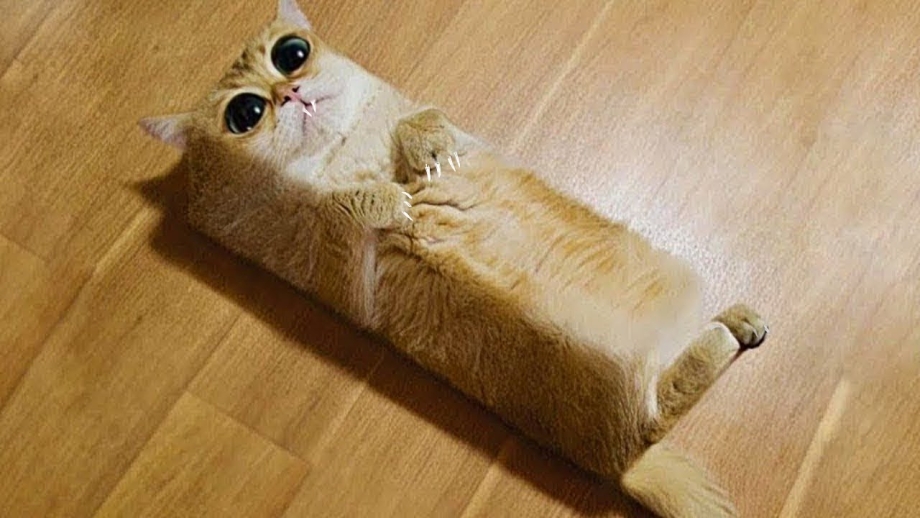 Квадратные коты