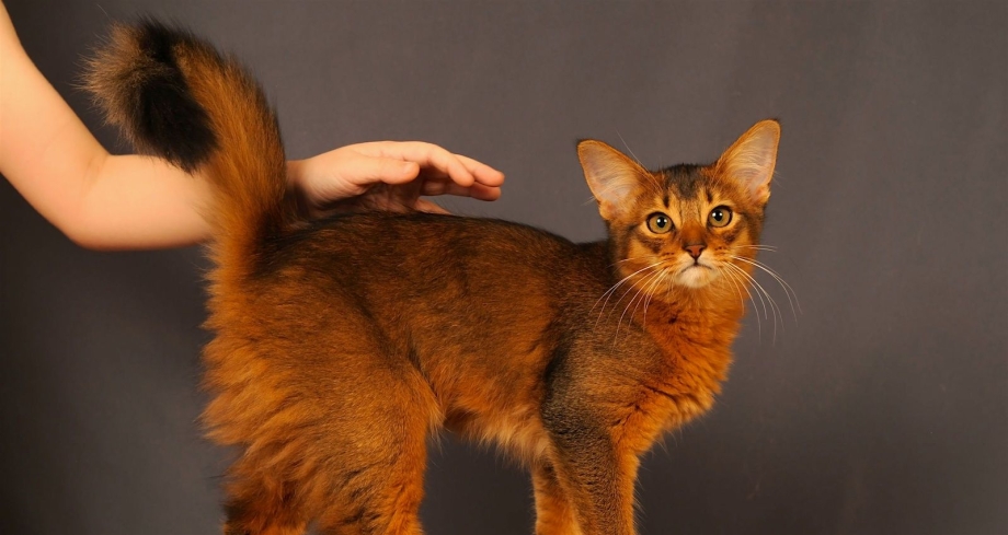 Сомалийская кошка Ruddy