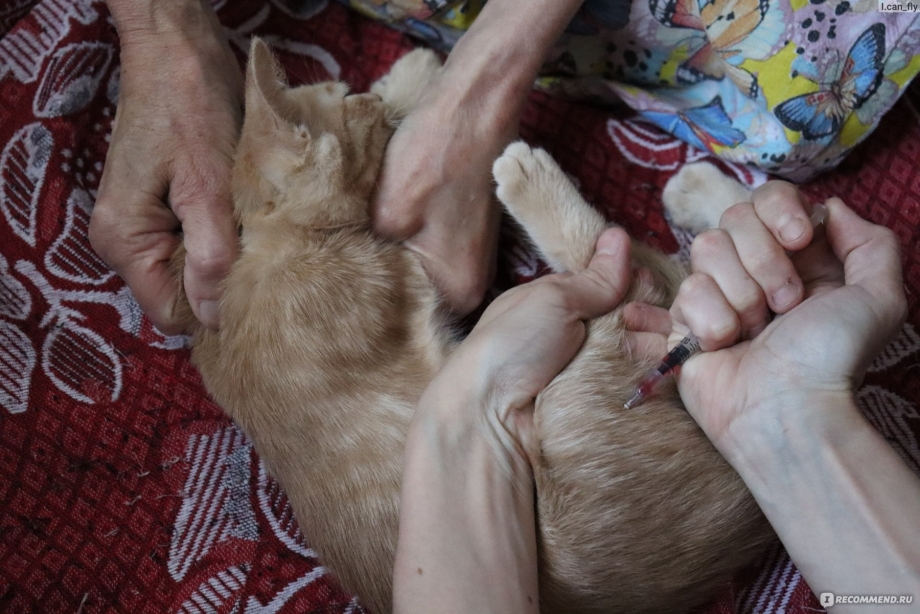 Укол коту в холку