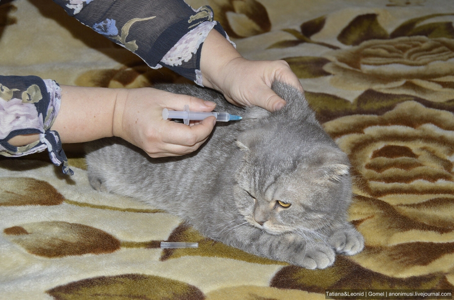 Укол в холку кошке