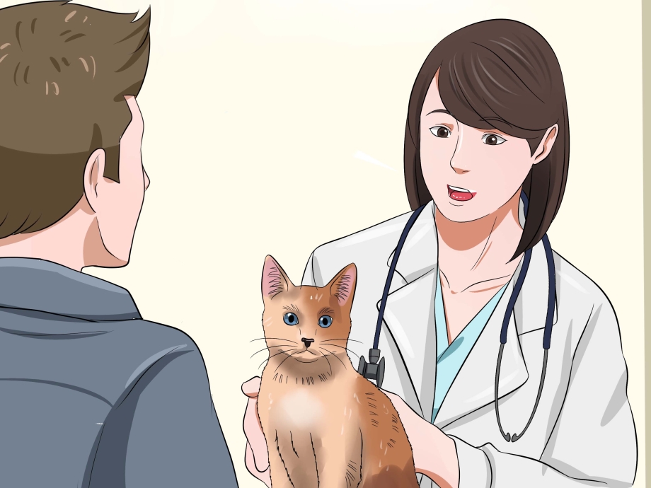 Как сделать укол коту в холку