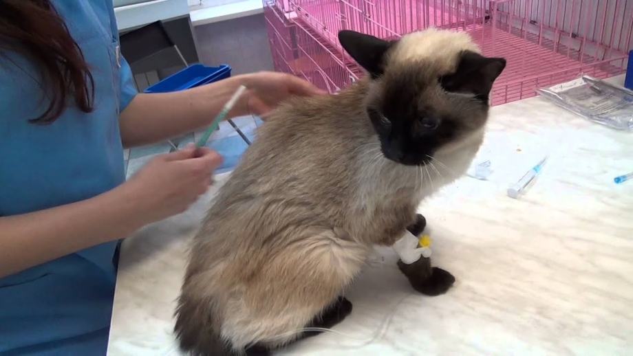 Вакцинация кошек