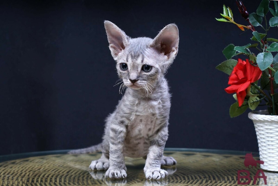 Девон рекс кошка