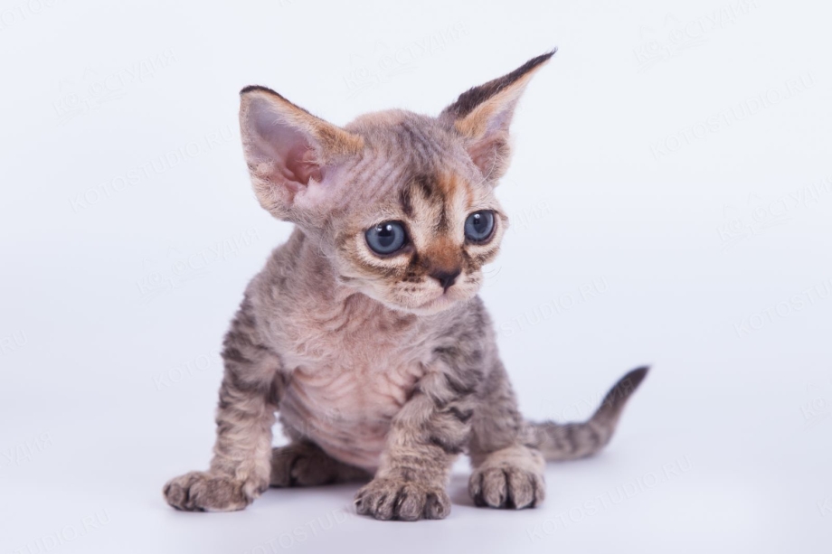 Коты породы Девон рекс