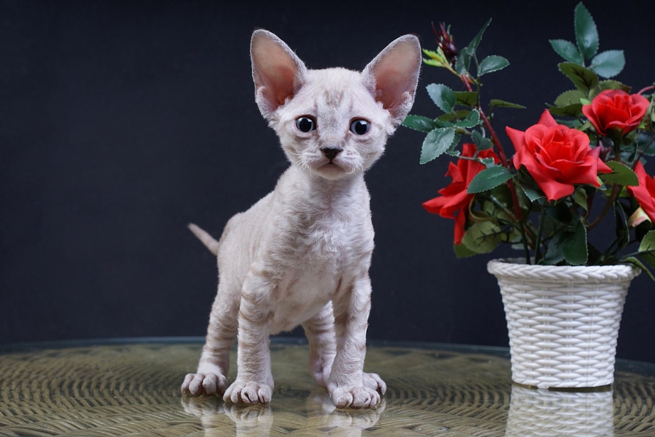 Кот Девон рекс