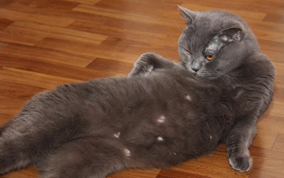 Живот у беременных кошек