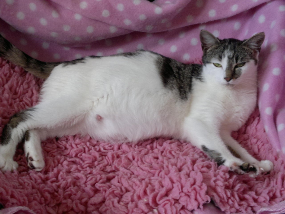 Беременные котики